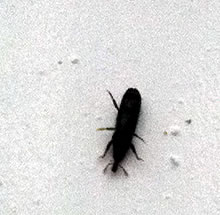 wood_boring_weevil .jpg